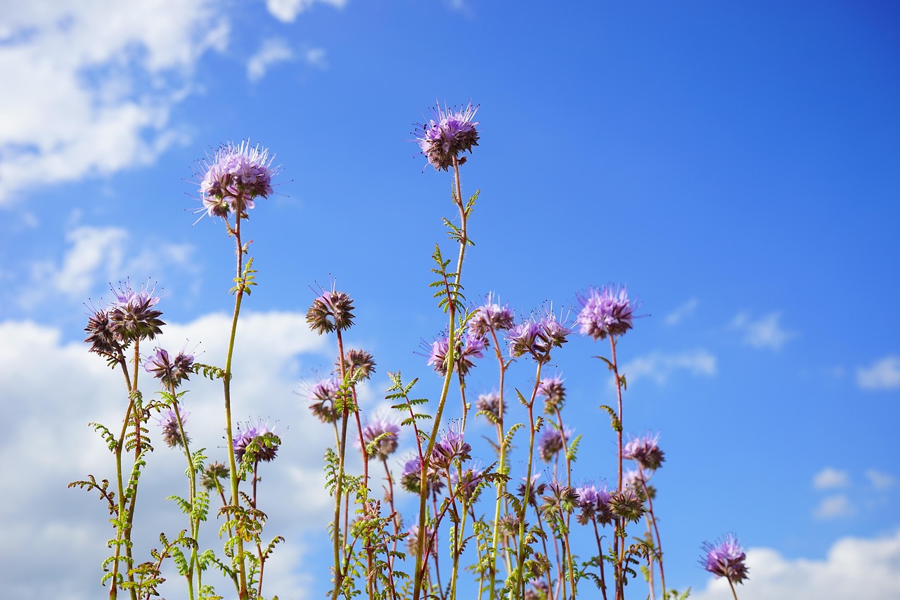 Phacélie Fleur Fleurs - Photo gratuite sur Pixabay - Pixabay
