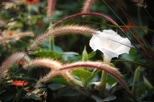 Free Flowers Flower Wallpaper photo and picture