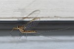 ephemeral, manna, insect