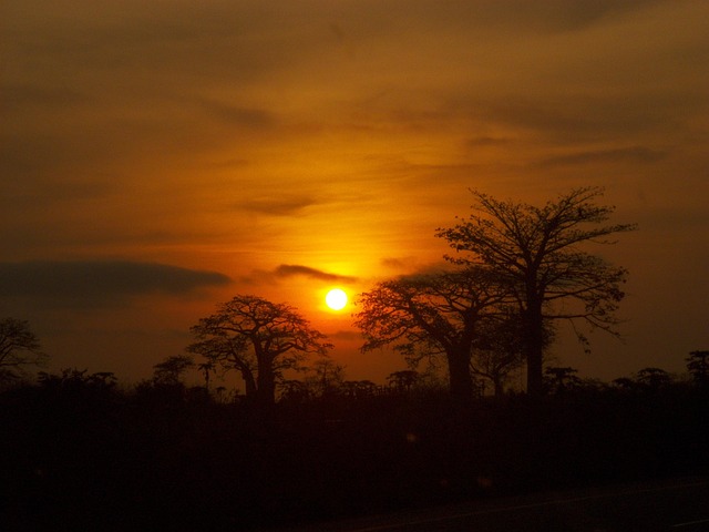 Free Africa Tree photo and picture
