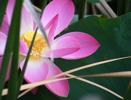 Free Dark Green photo and picture