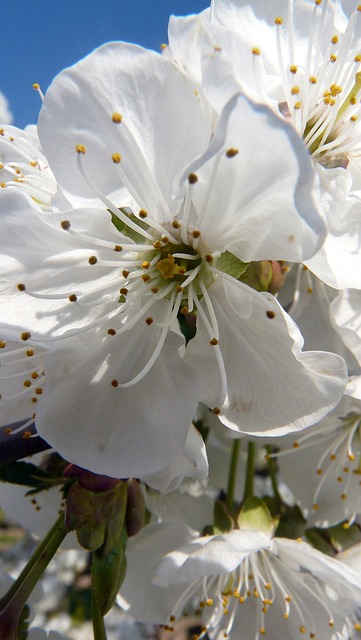 Free Cherry Blossom White photo and picture