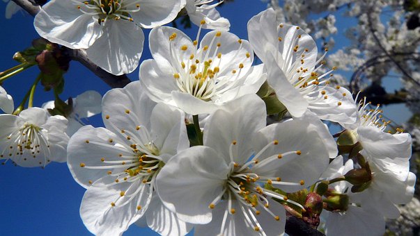 Free Blossom Bloom photo and picture