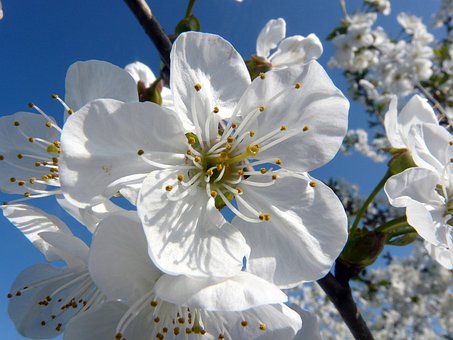 Free Cherry Blossom White photo and picture
