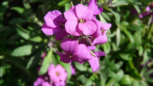 Free Violet Flower photo and picture