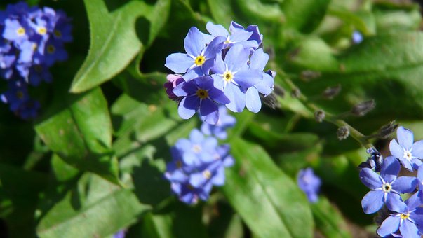 Free Violet Blossom photo and picture