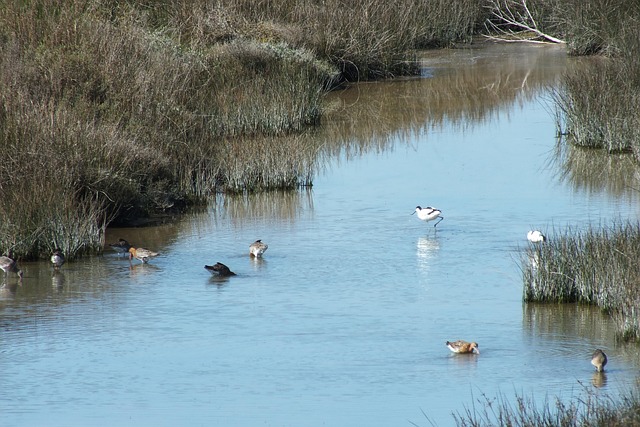 Free Moorhens Ducks photo and picture