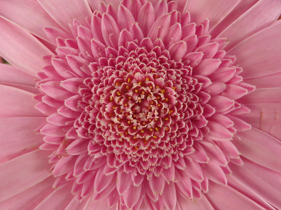非洲菊 花 粉色的 - Pixabay上的免费照片