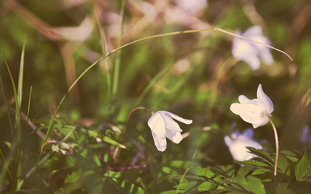 Primavera, Fundo Flor, Flores Bonitas