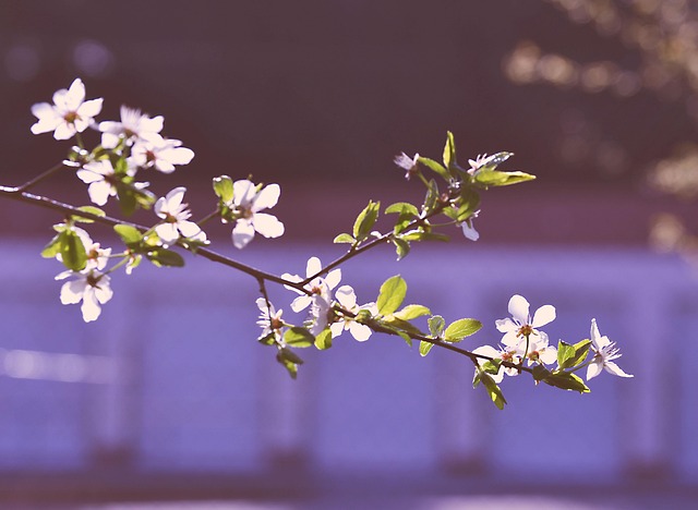 Primavera, Florescer, Árvore, Natureza