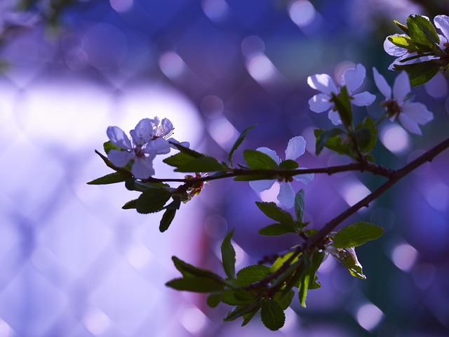 Primavera, Natureza, Florescer, Árvore