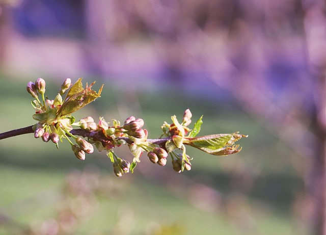 Primavera, Natureza, Sol, Florescer