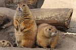 prairie dogs, america, furry