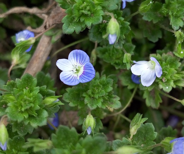 Free Small Fresh Wild Flowers photo and picture