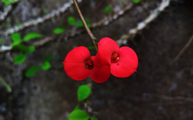 Free Flower Red photo and picture