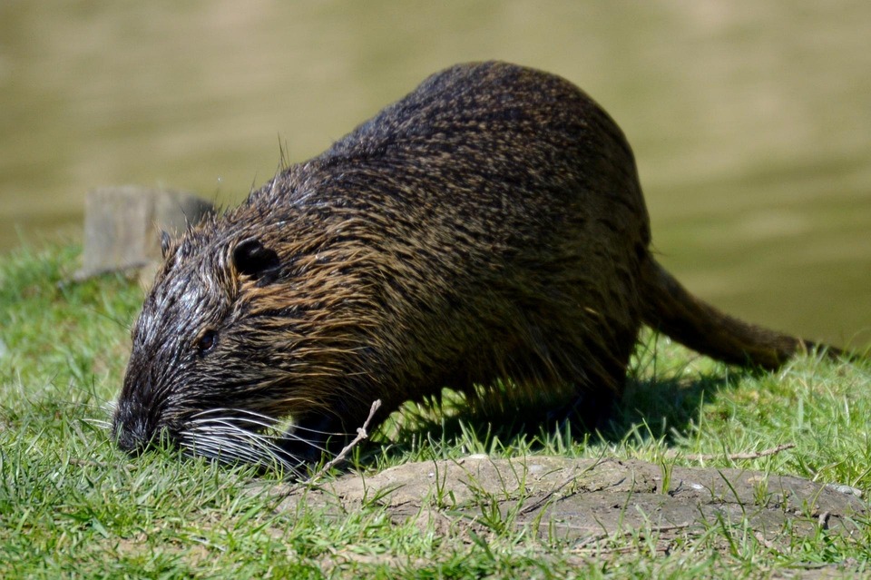 new year water rat new year 2015 water rat 28 images 2015 water rat autos new year water rat new year 2015 water rat 28 images 2015 water rat autos
