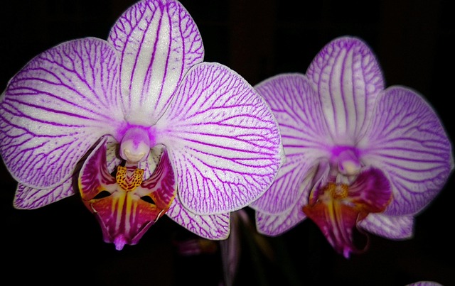 Free Flower Blossom photo and picture