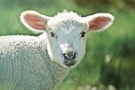 lamb, sheep, animal