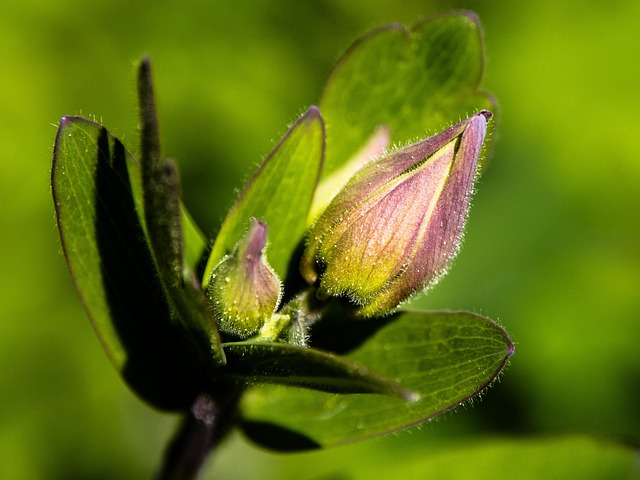 Akelei, Knospe, Schöne Blumen