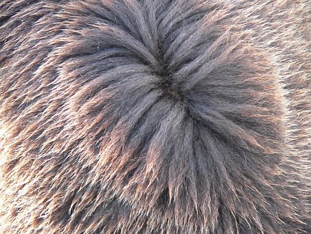Free Brown Bear Bear photo and picture