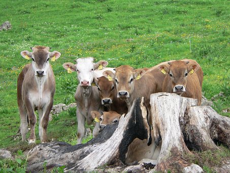 Free Alp Calves photo and picture