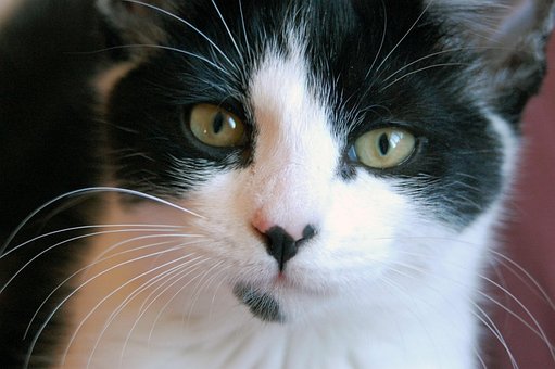 Free Cat Kitty photo and picture