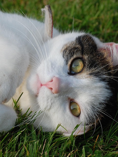Free Kitty Feline photo and picture