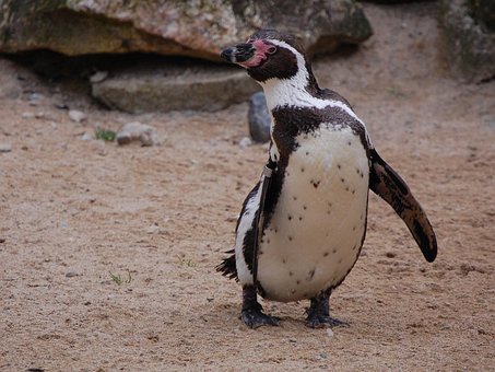 Free Penguin Bird photo and picture
