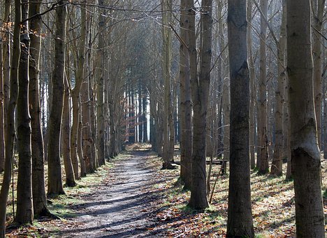 Free Wood Outdoor photo and picture