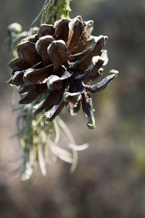 Nature Close Up - Free photo on Pixabay - Pixabay