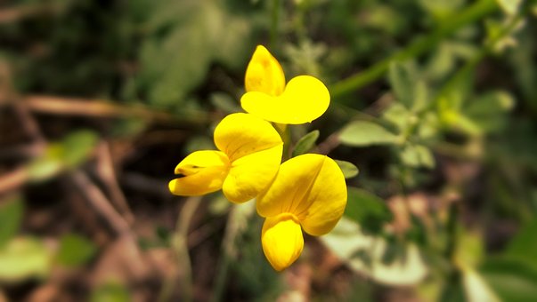 Gelb, Blume, Feder, Natur, Grün, Pflanze