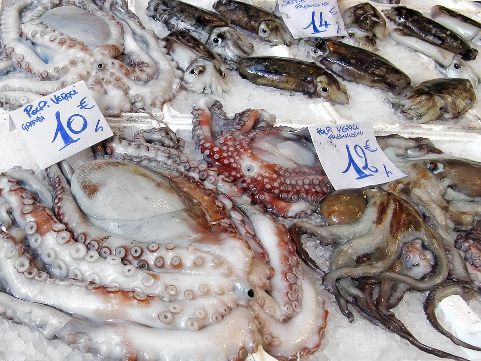 Pasar Ikan Gurita Warna - Foto gratis di Pixabay - Pixabay