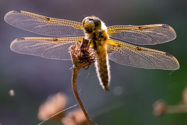 Free Dragon-Fly Close Up photo and picture