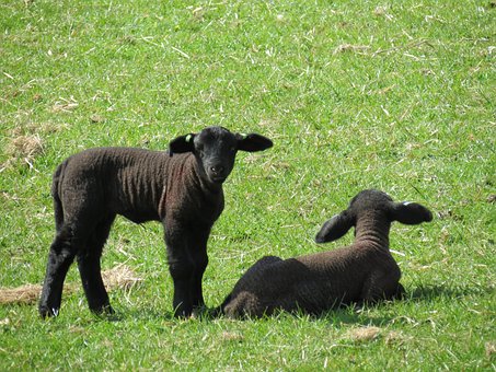 Free Lambs Sheep photo and picture