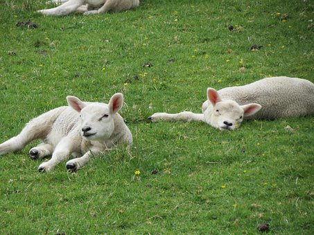 Free Lambs Sheep photo and picture