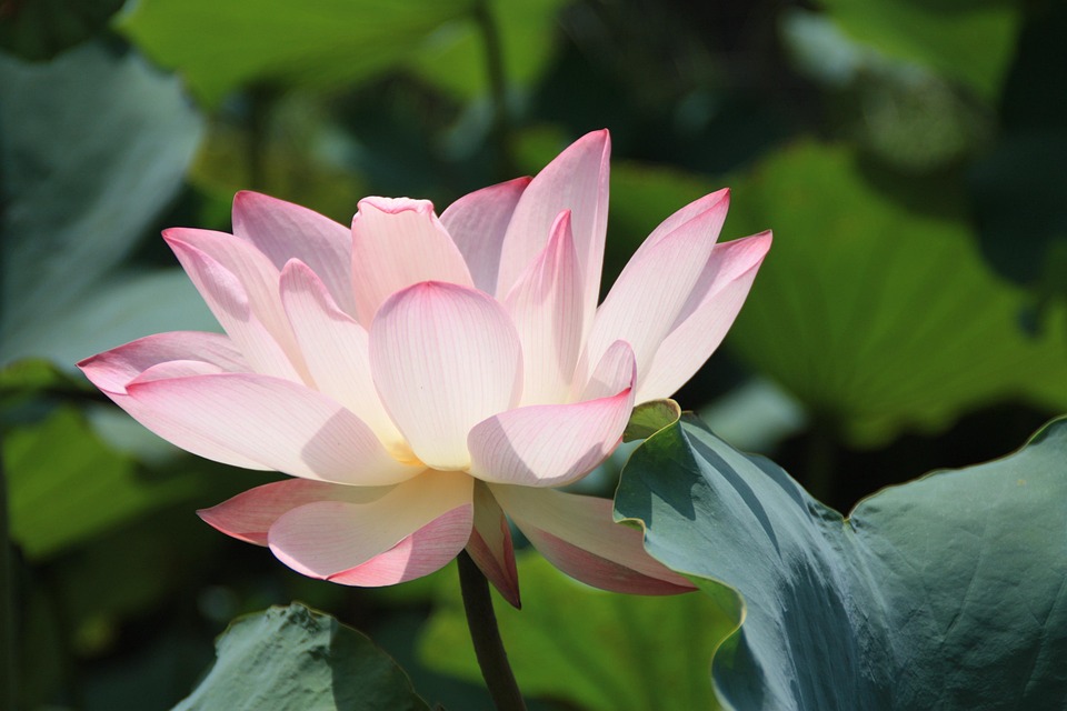 Free photo Lotus, Plant, Splash, Pink Free Image on Pixabay 740204