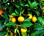 growing mandarine, fruit tree, orange fruit
