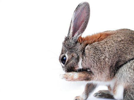 Hase, Niedlich, Pfote, Tier, Ohren