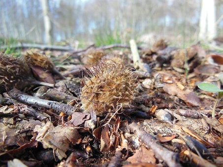 Fagus Sylvatica, Samen, Wald, Waldboden