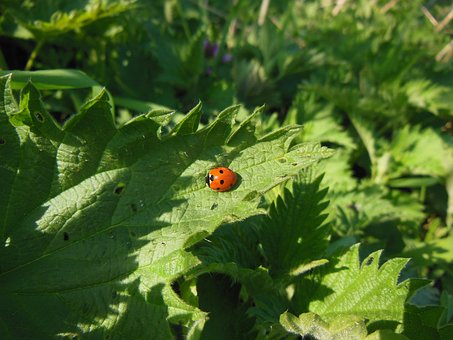 Natur, Nessel, Marienkäfer