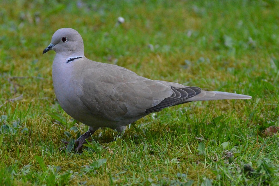 Dove Grey Bird · Free photo on Pixabay