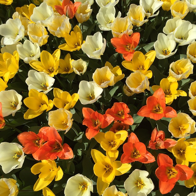 Free Tulips Flower photo and picture