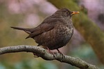 bird, throttle, spring