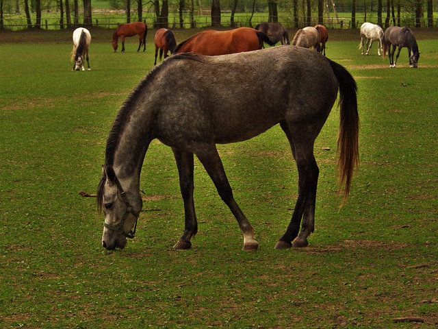 Free Horse Arabian Horse photo and picture