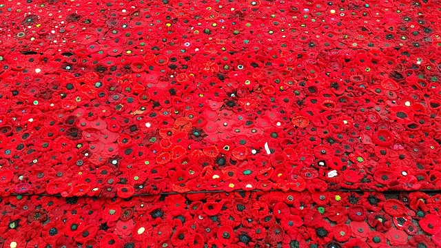 Free Poppy Anzac photo and picture