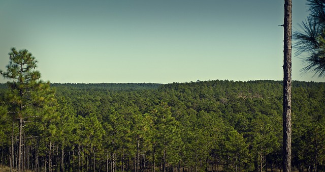 Free Kisatche Forest Forest photo and picture