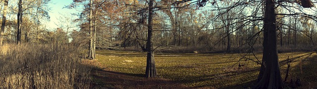 Free Swamp Panorama photo and picture