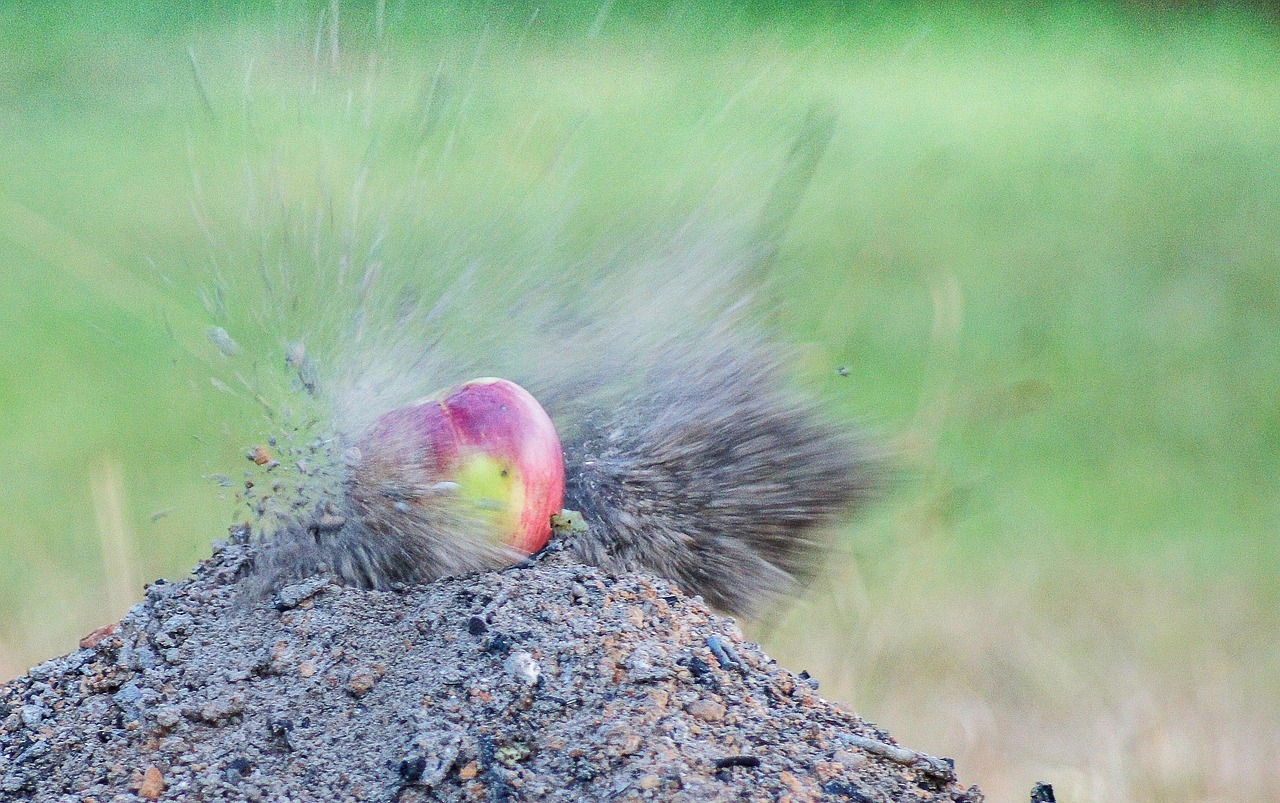 Apple - free online jigsaw puzzle photo