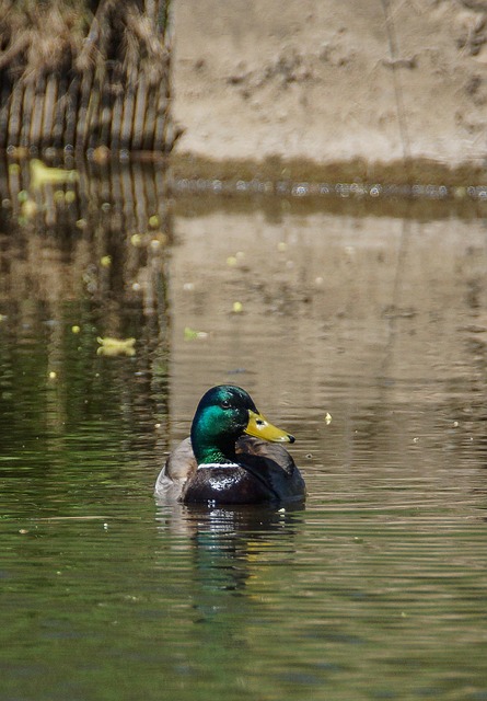 Ente, Wasser, Natur, Wasservogel, Fluss