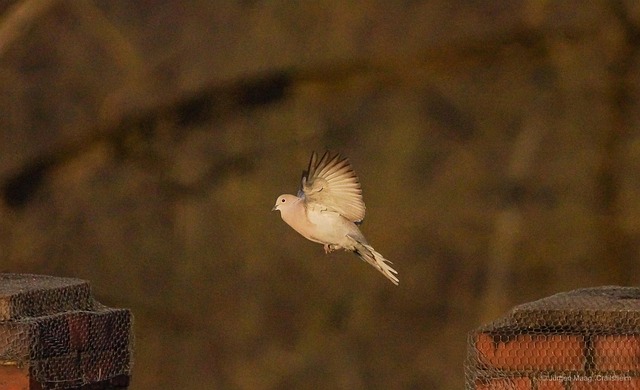 Taube, Unschärfe, Flug